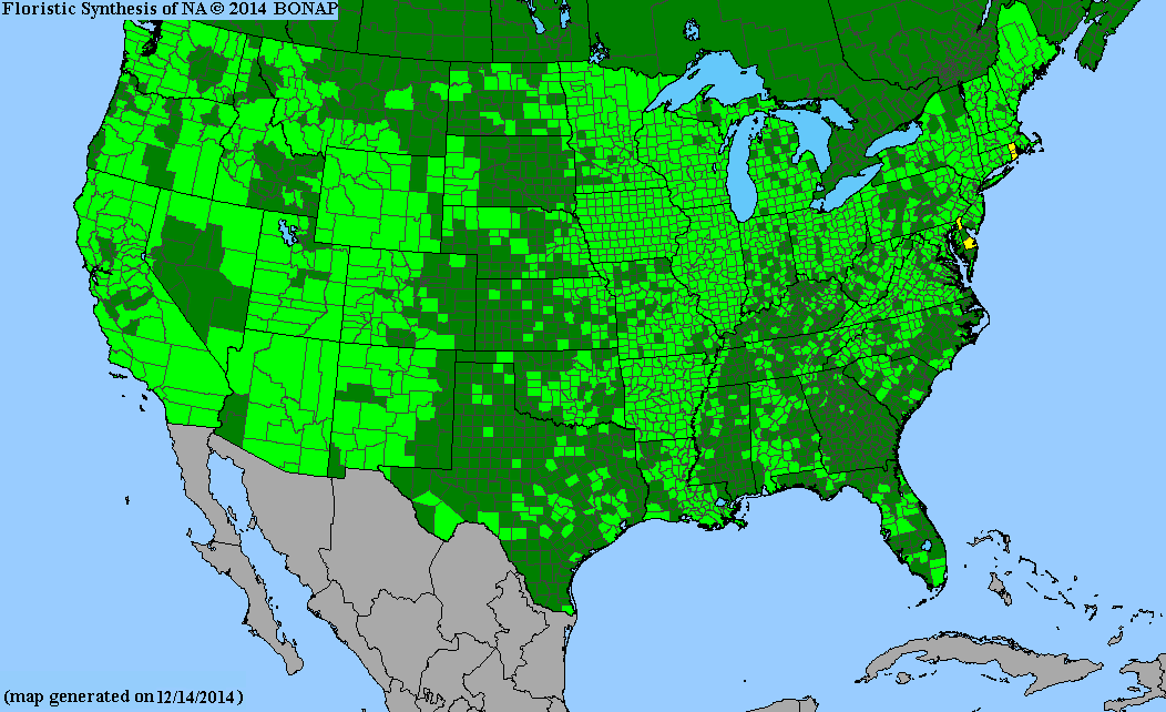 County distribution map of Equisetum hyemale var. affine - Tall Scouring-Rush